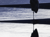 Reflection