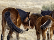 Apache-Sitgreaves National Forest