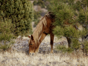 Apache-Sitgreaves National Forest