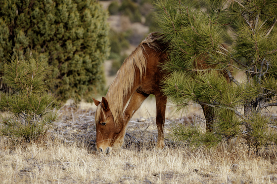 Apache-Sitgreaves National Forest