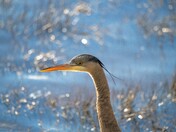 Blue Heron in the sun