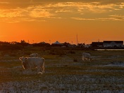 Cedar Island National Wildlife Refuge 