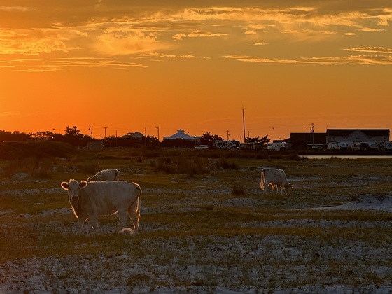 Cedar Island National Wildlife Refuge 