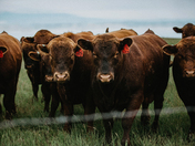 Company on the Backroads