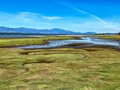 Low Tide on Tree Island
