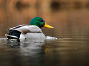 Mallard at the local pond
