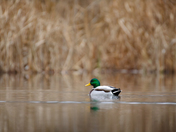 Sitting duck