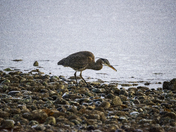 Grey Heron snacking. 