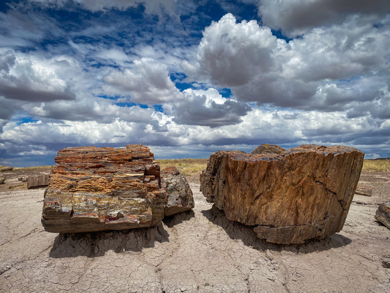 Petrified Forest National Park