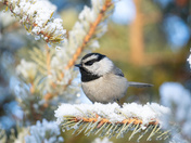 Snow and the Chickadee
