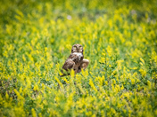Badlands National Park
