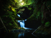 Olympic National Forest
