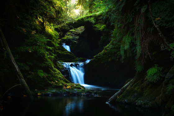 Olympic National Forest