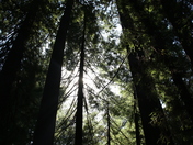 Muir Woods National Monument