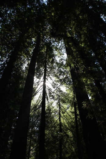 Muir Woods National Monument