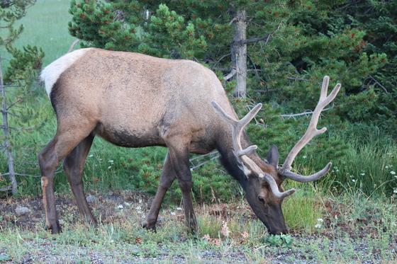 Yellowstone National Park