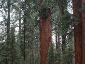 Sequoia National Park