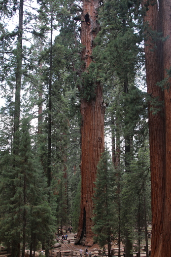 Sequoia National Park