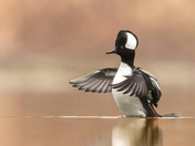 Hooded merganser