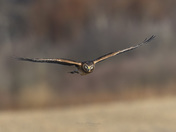 Northern Harrier in flight