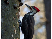 Pileated Woodpecker