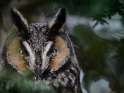 Long eared owl staredown