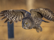 Golden Flight Of Great Grey