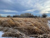 Frozen Marsh