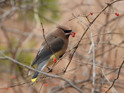 Cedar Waxwing