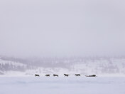 Young Inuit races head out on sea ice 