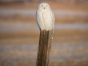 Sweet sleepy snowy owl