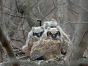 Great Horned Owls