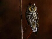  Long-eared owl