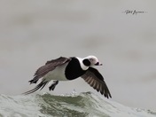 Long-tailed Duck