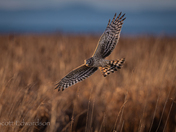 Northern Harrier 