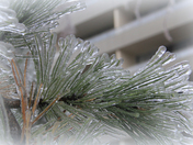 Locked in Winter's Cold Embrace (#3)