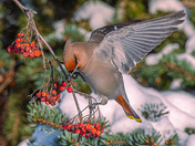 Mountain Ash Bohemian  