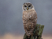 Barred Owl 