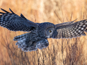 Great Grey in Late Afternoon Sun