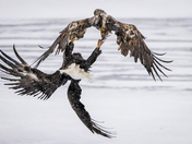 Bald Eagles Sparring, January 6, 2024