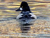 Common Goldeneye