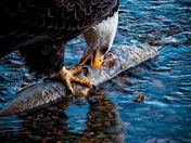 Heart of the Harrison River