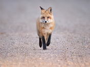 Fox on the run