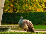 Peacock In A Victoria Park