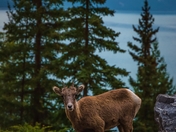 Bighorn Sheep In Banff National Park