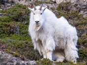 Mountain Goat