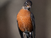 Robin on a sunny day in bloomers.