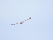 Short-eared owl 
