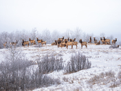 Elk Herd on the hill