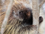 Close up with a porcupine